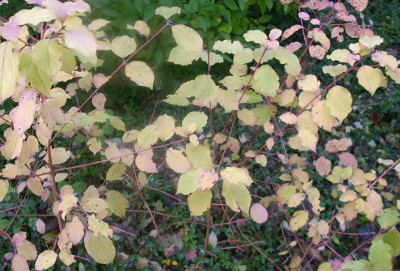 Herbststrauch