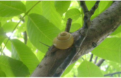 Schnecke im Baum