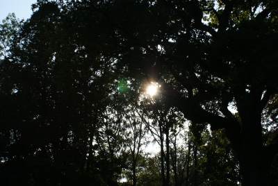 Sonnenschein im Wald